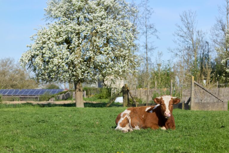 Solar Energy for Sustainable Farming