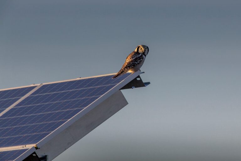 protect their solar investments